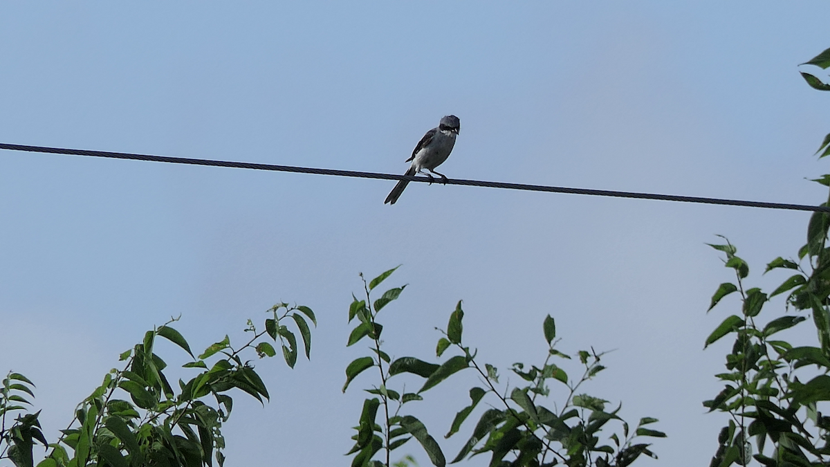 Loggerhead Shrike - ML640397280