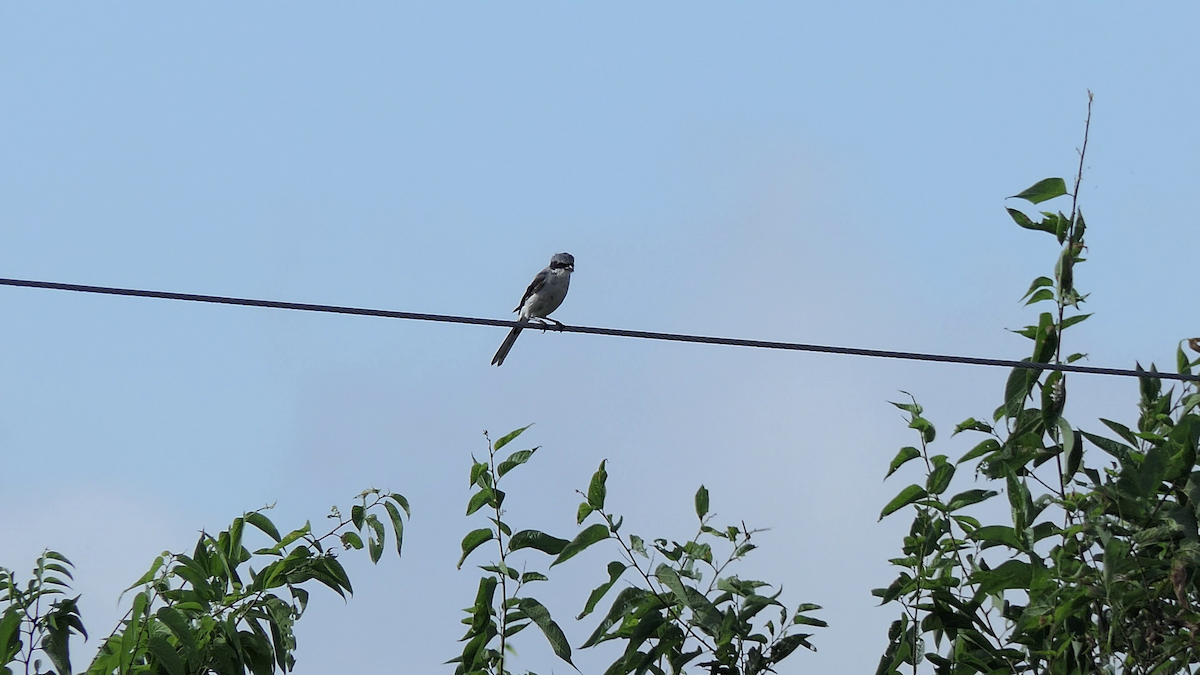 Loggerhead Shrike - ML640397281