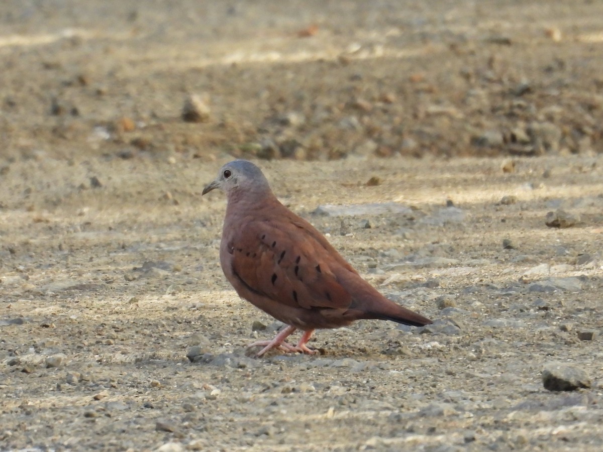 Ruddy Ground Dove - ML640397303