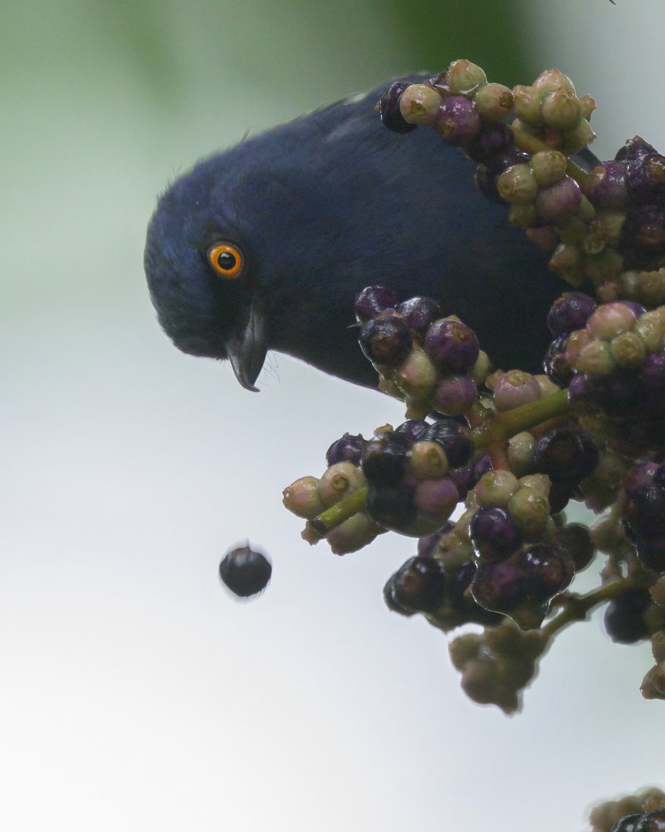 Deep-blue Flowerpiercer - ML640397304