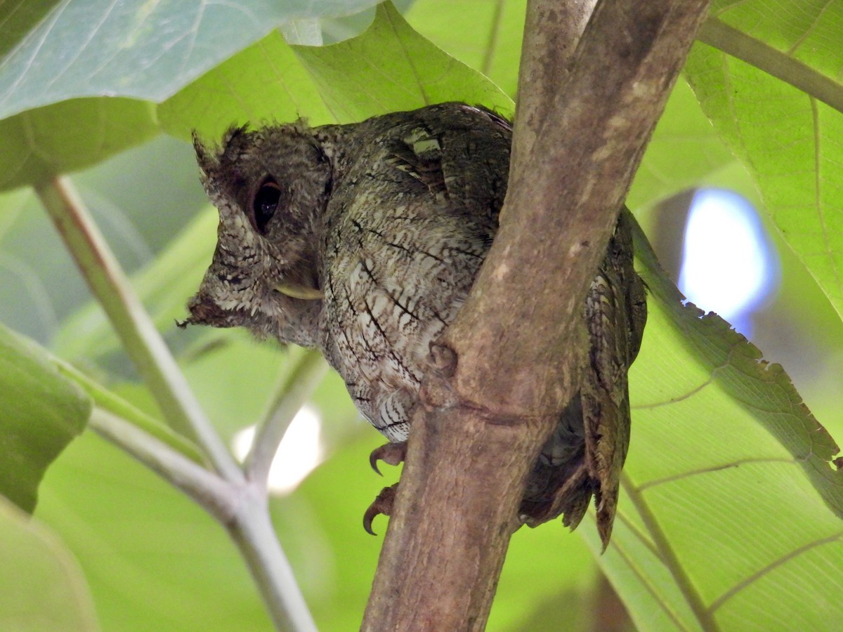 Pacific Screech-Owl - ML640397377