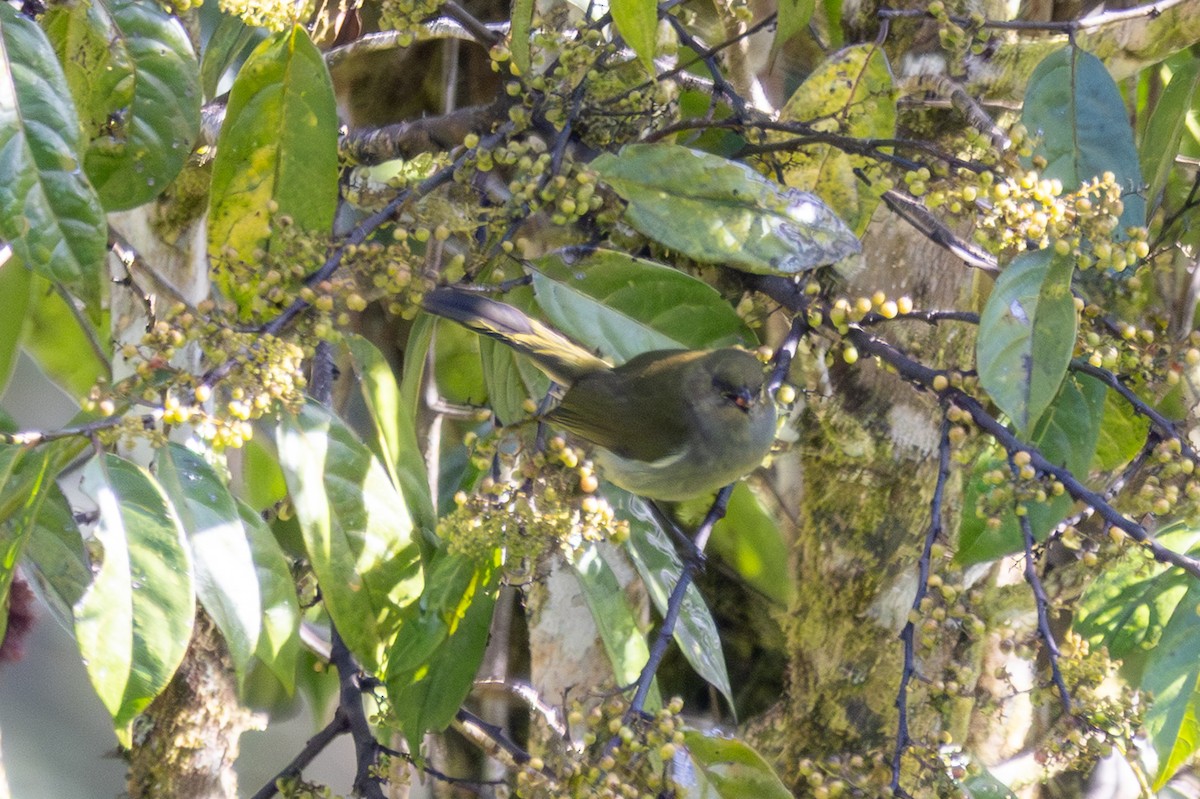 Fan-tailed Berrypecker - ML640397380