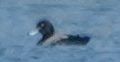 Lesser Scaup - ML640397390
