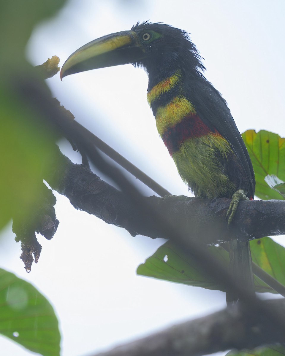 Many-banded Aracari - ML640397398