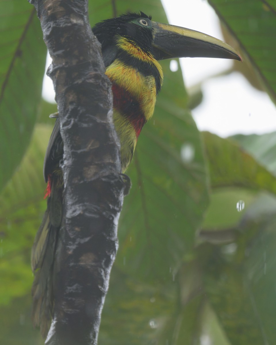 Many-banded Aracari - ML640397399