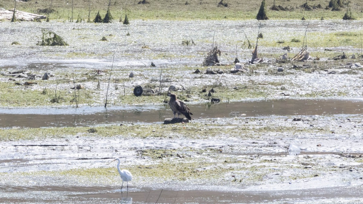 Pallas's Fish-Eagle - ML640397425