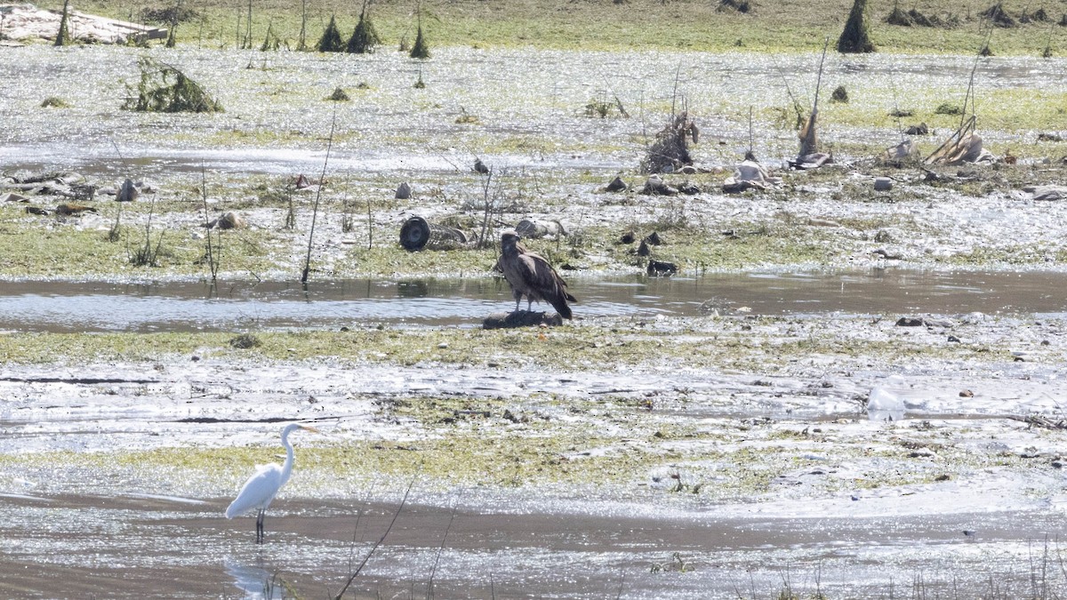 Pallas's Fish-Eagle - ML640397426