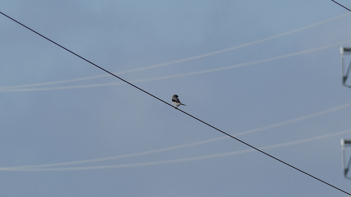 Loggerhead Shrike - ML640397448
