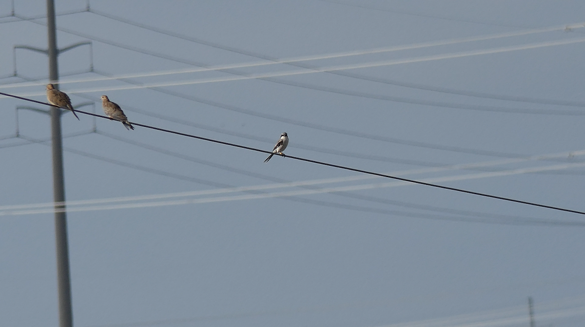 Loggerhead Shrike - ML640397449