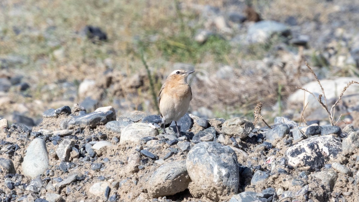 Northern Wheatear - ML640397451