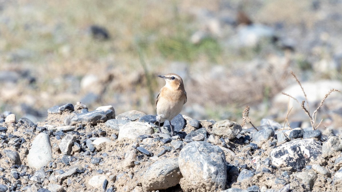 Northern Wheatear - ML640397452