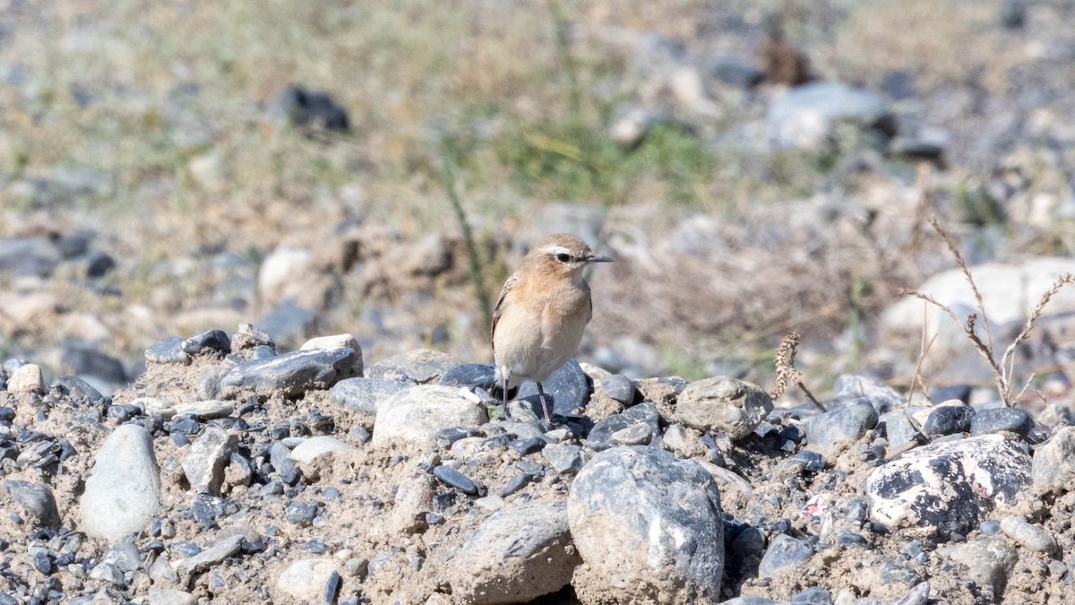Northern Wheatear - ML640397453