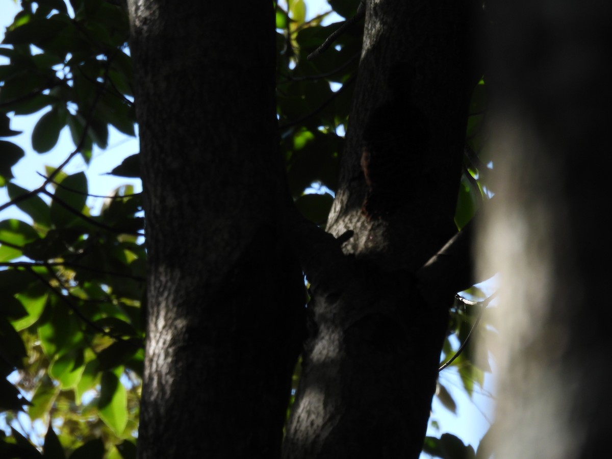 Bay Woodpecker - ML640397493