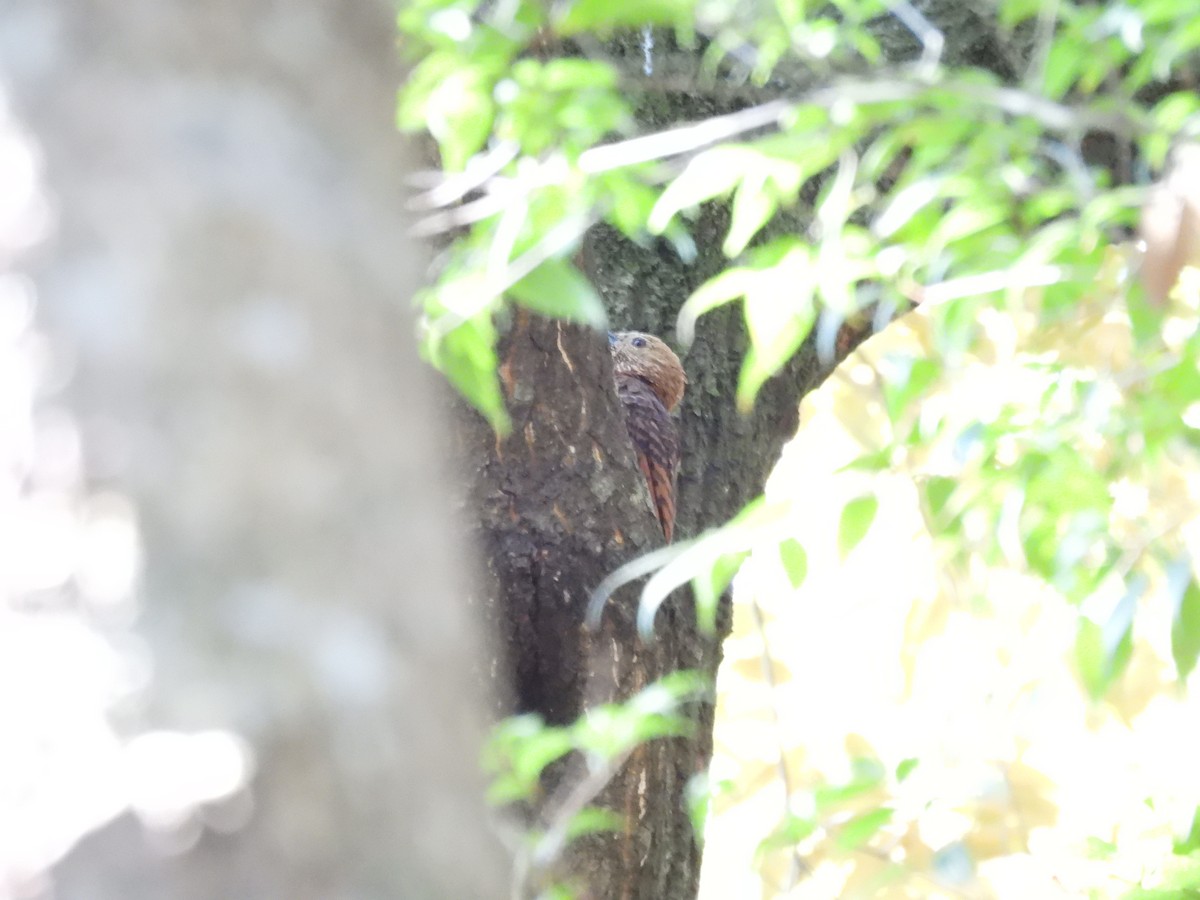 Bay Woodpecker - ML640397494