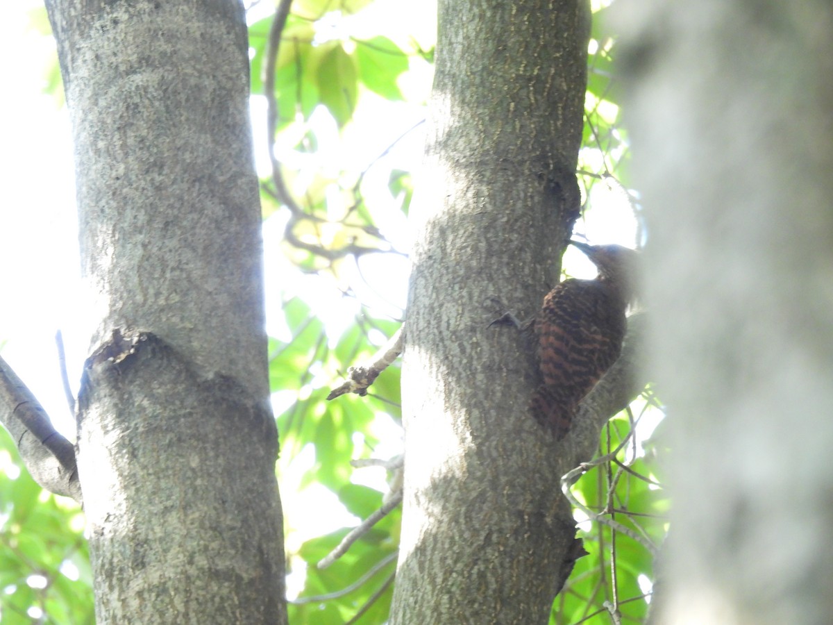 Bay Woodpecker - ML640397495