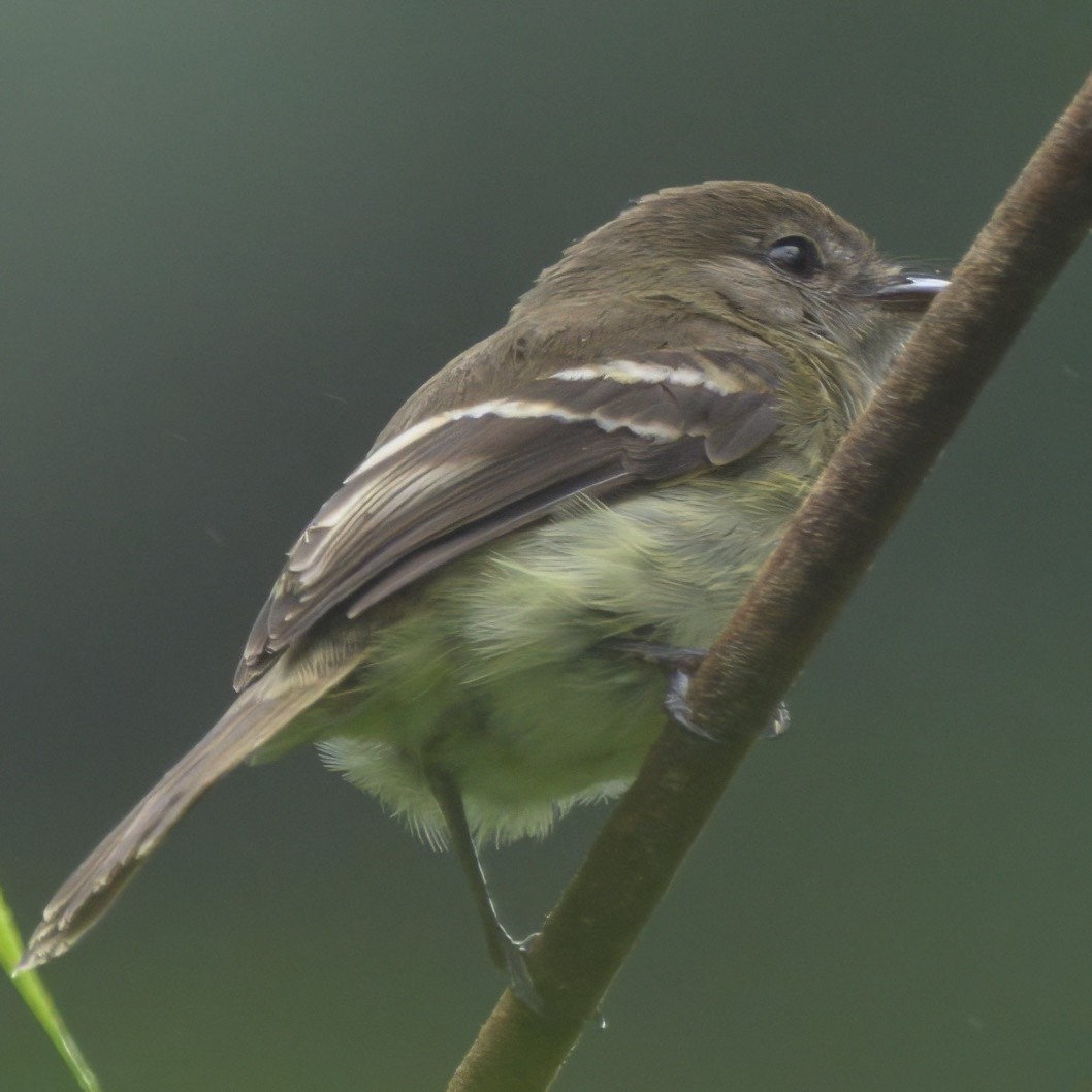 Olive-chested Flycatcher - ML640397509