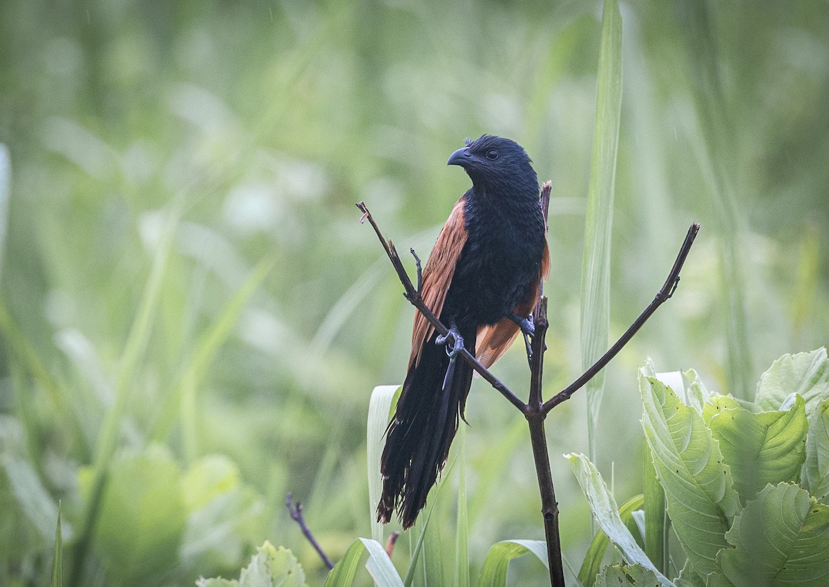 Coucal rufin - ML640397512