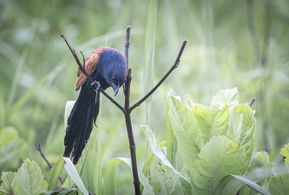 Coucal rufin - ML640397513