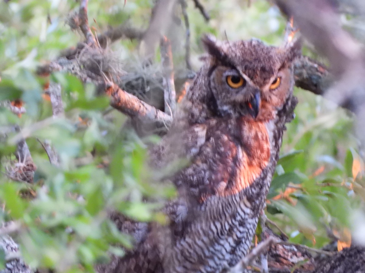 Great Horned Owl - ML640397548