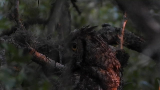 Great Horned Owl - ML640397591