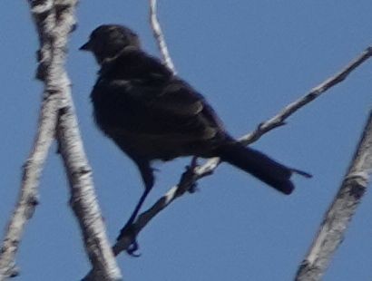 Icteridae sp. - ML640397600