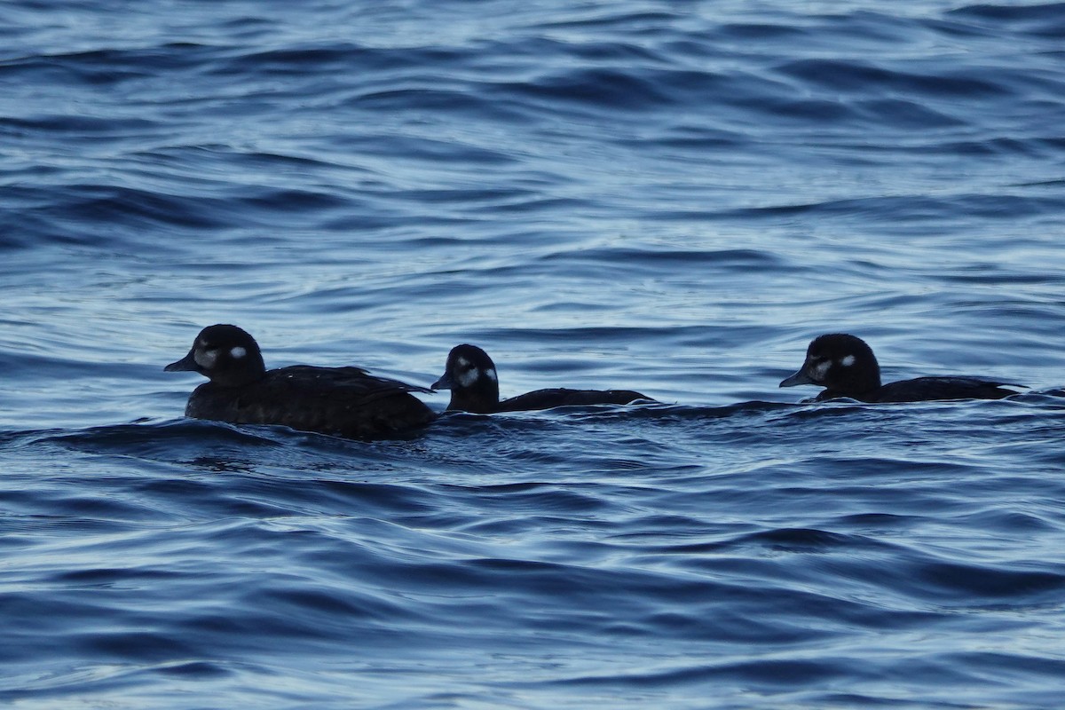 Harlequin Duck - ML640397603
