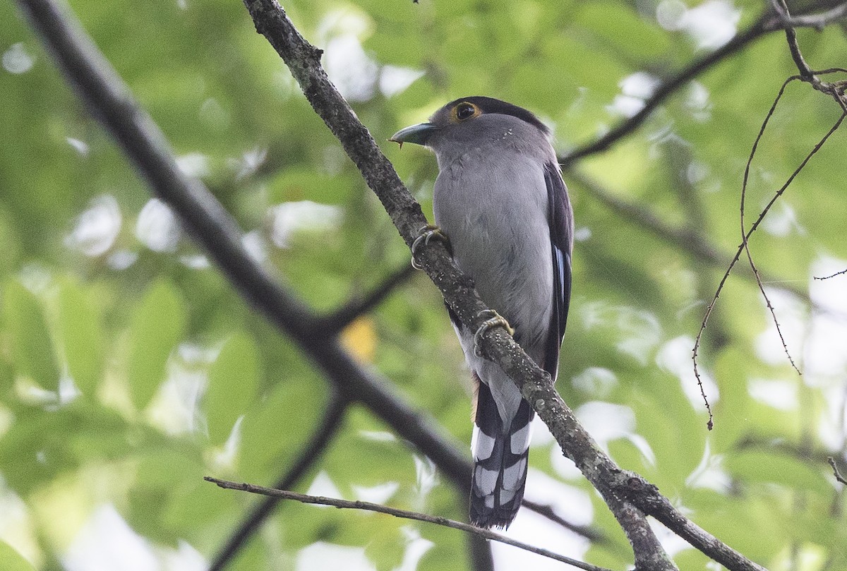 Gray-lored Broadbill - ML640397616