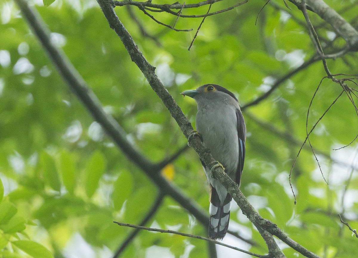 Gray-lored Broadbill - ML640397617