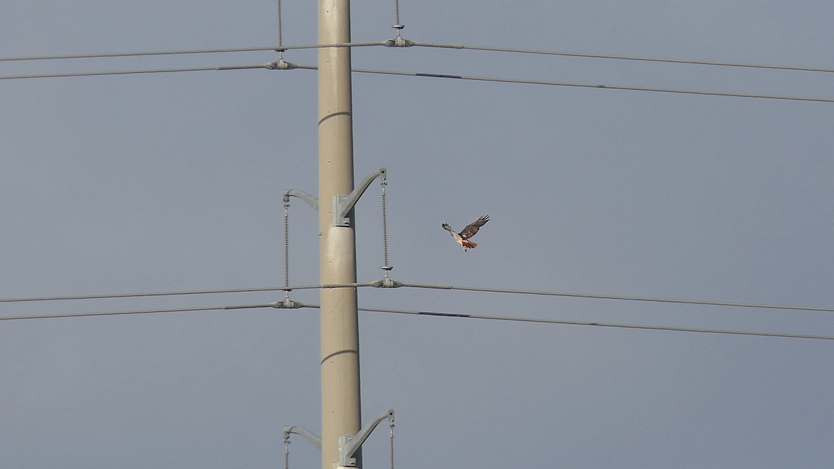 Red-tailed Hawk - ML640397647