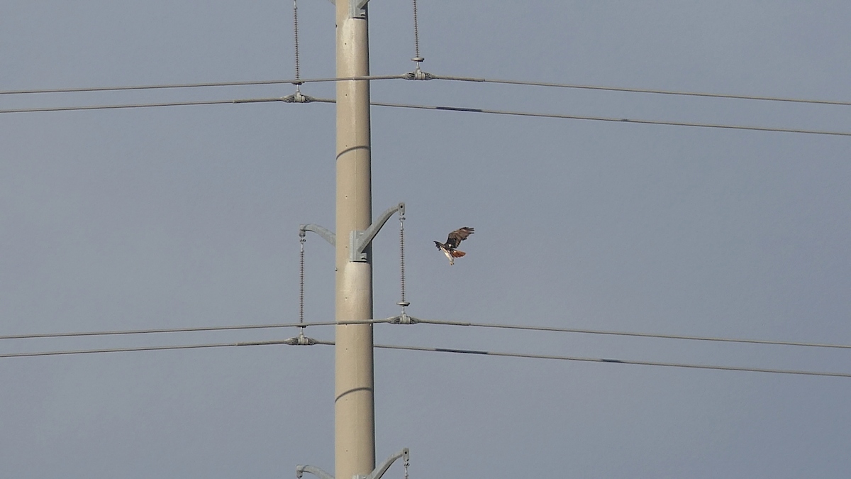 Red-tailed Hawk - ML640397648