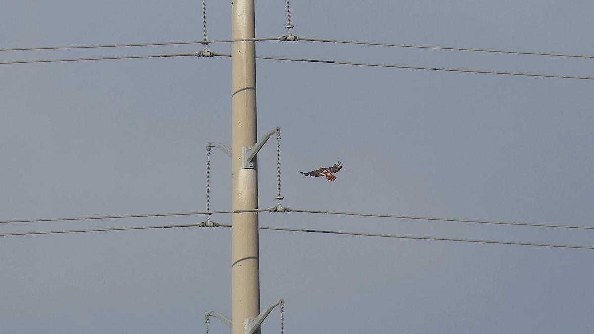 Red-tailed Hawk - ML640397649