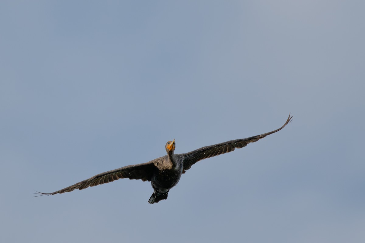 Cormoran à aigrettes - ML640397688