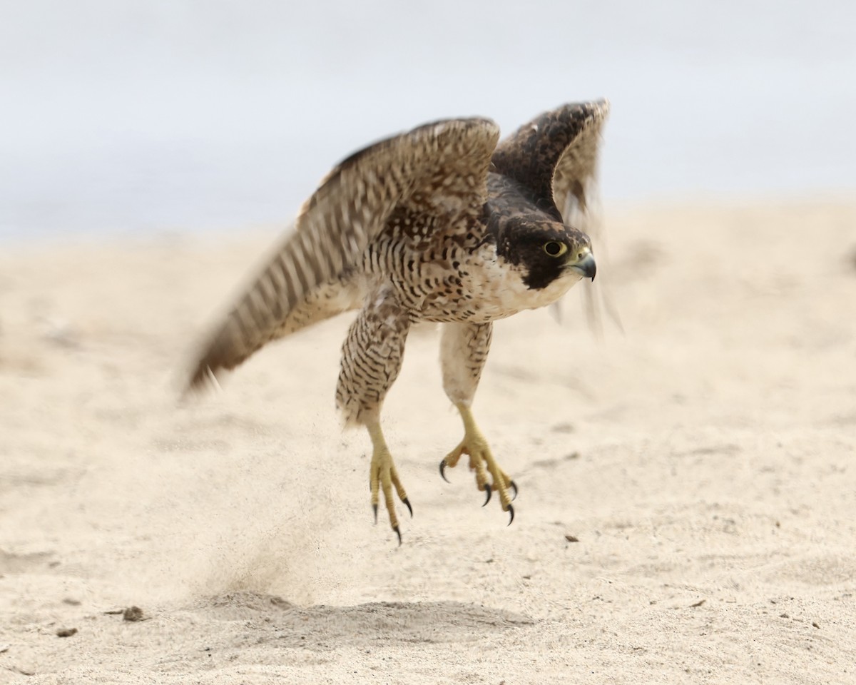 Peregrine Falcon - ML640397700