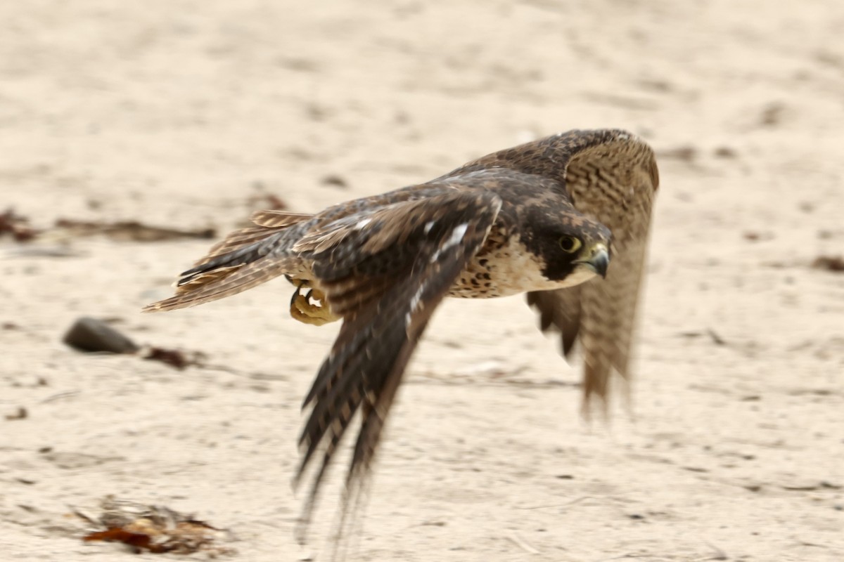 Peregrine Falcon - ML640397701