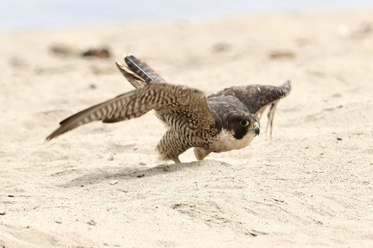Peregrine Falcon - ML640397707