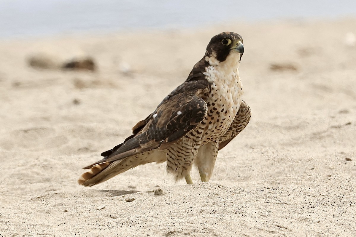 Peregrine Falcon - ML640397708
