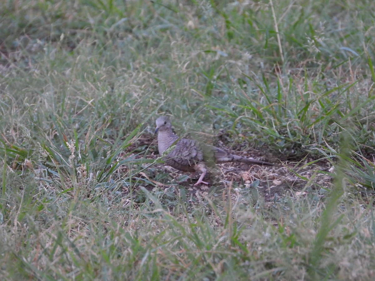 Inca Dove - ML640397746