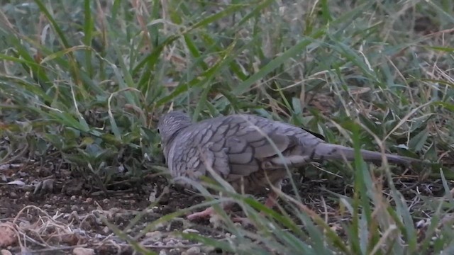 Inca Dove - ML640397749