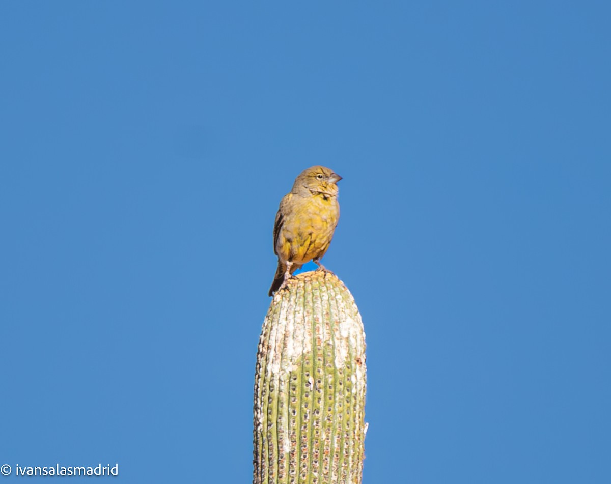 Greenish Yellow-Finch - ML640397769