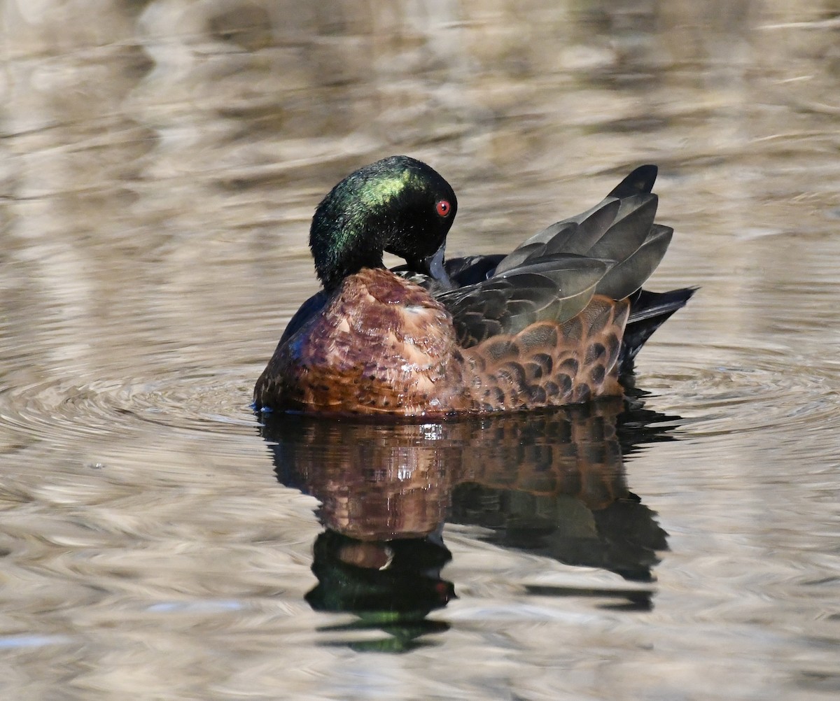 Chestnut Teal - ML640397794