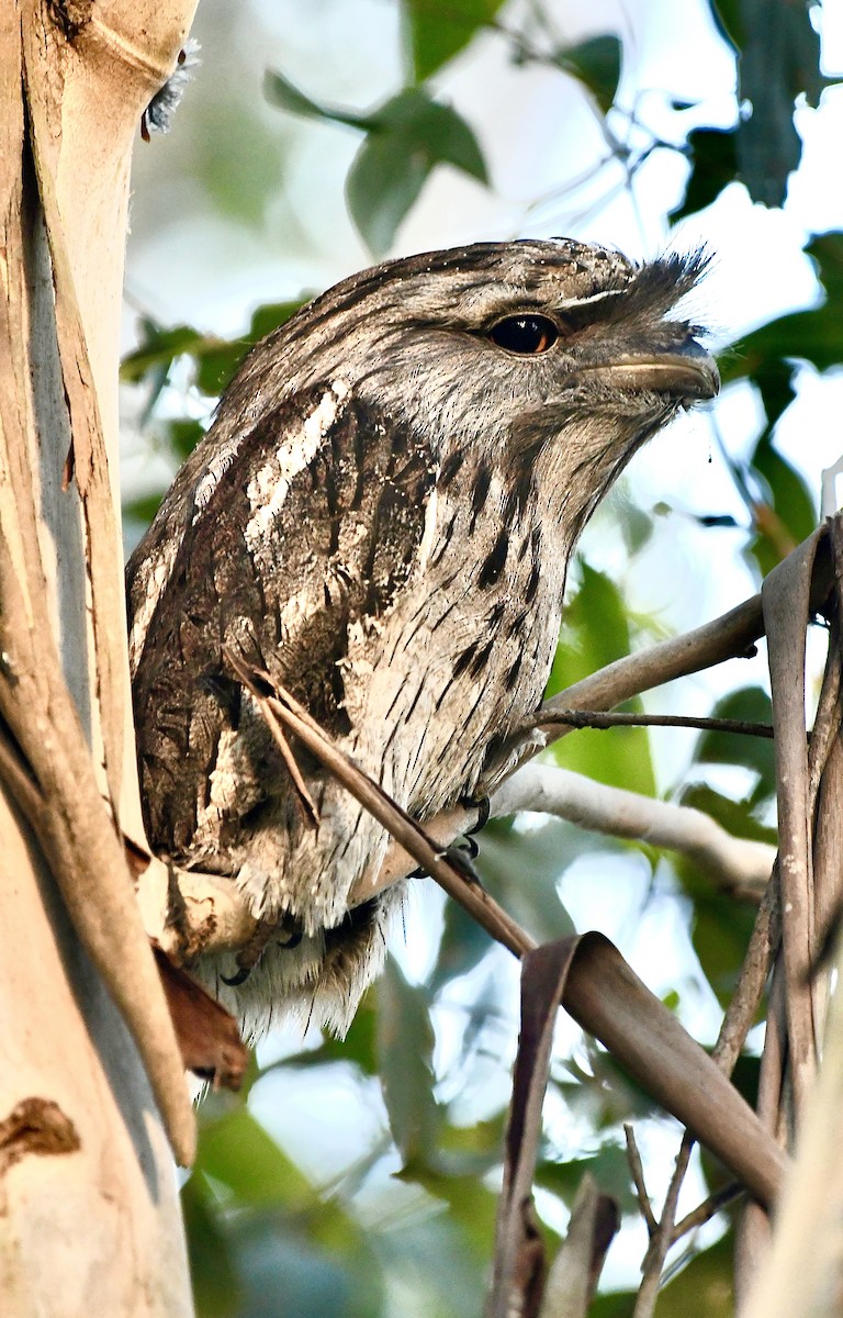 Tawny Frogmouth - ML640397805
