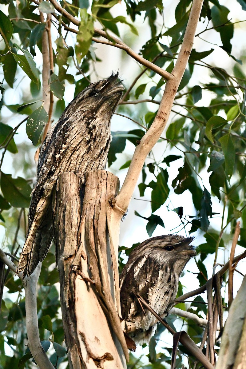 Tawny Frogmouth - ML640397806