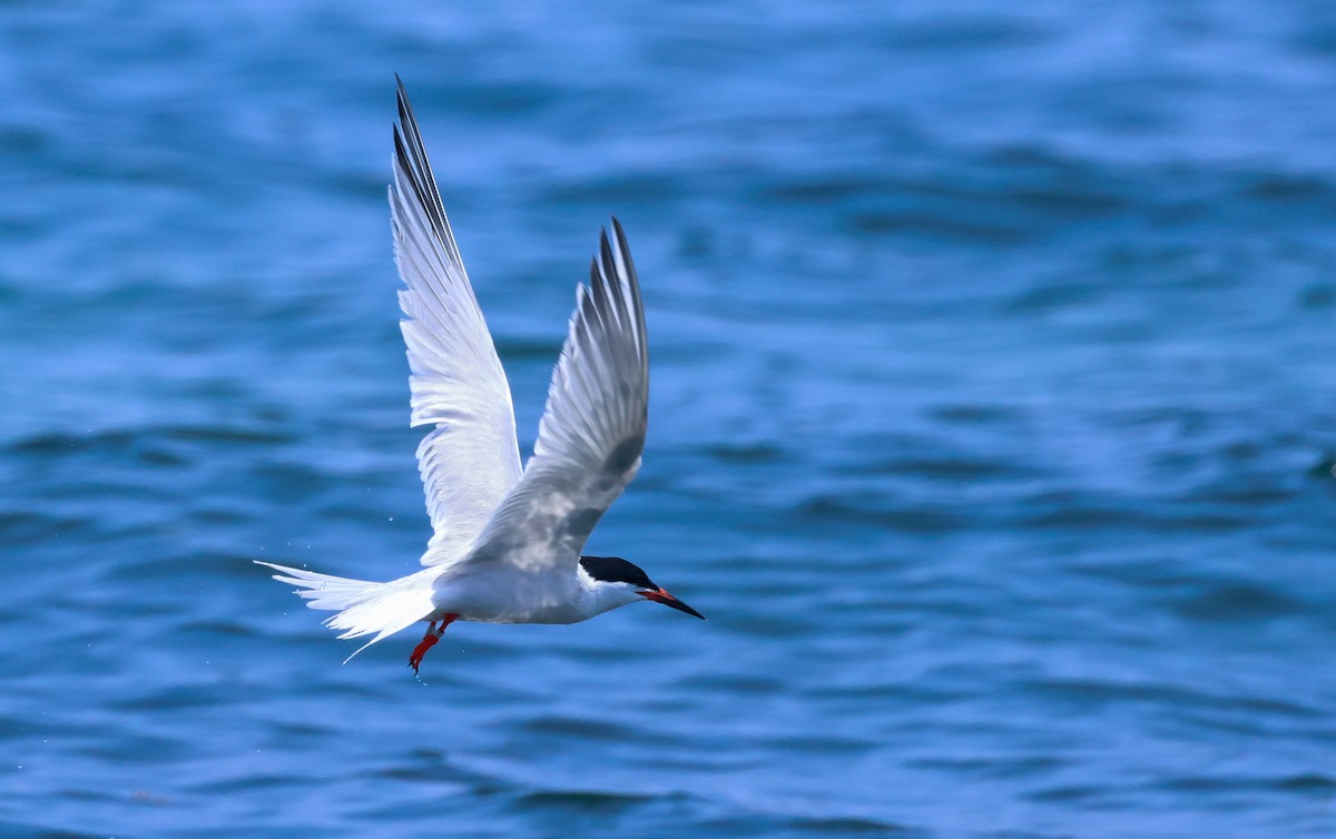 Roseate Tern - ML640397808