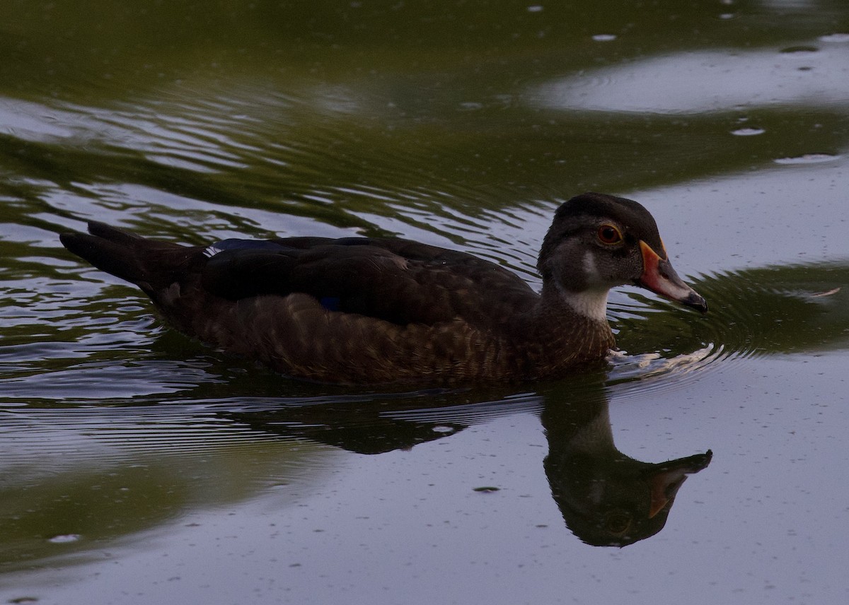Wood Duck - ML640397840
