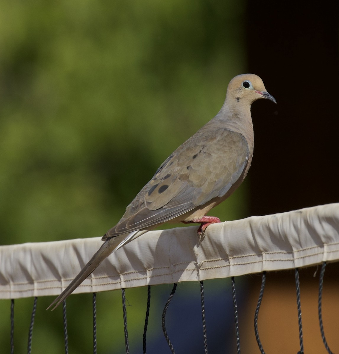 Mourning Dove - ML640397844