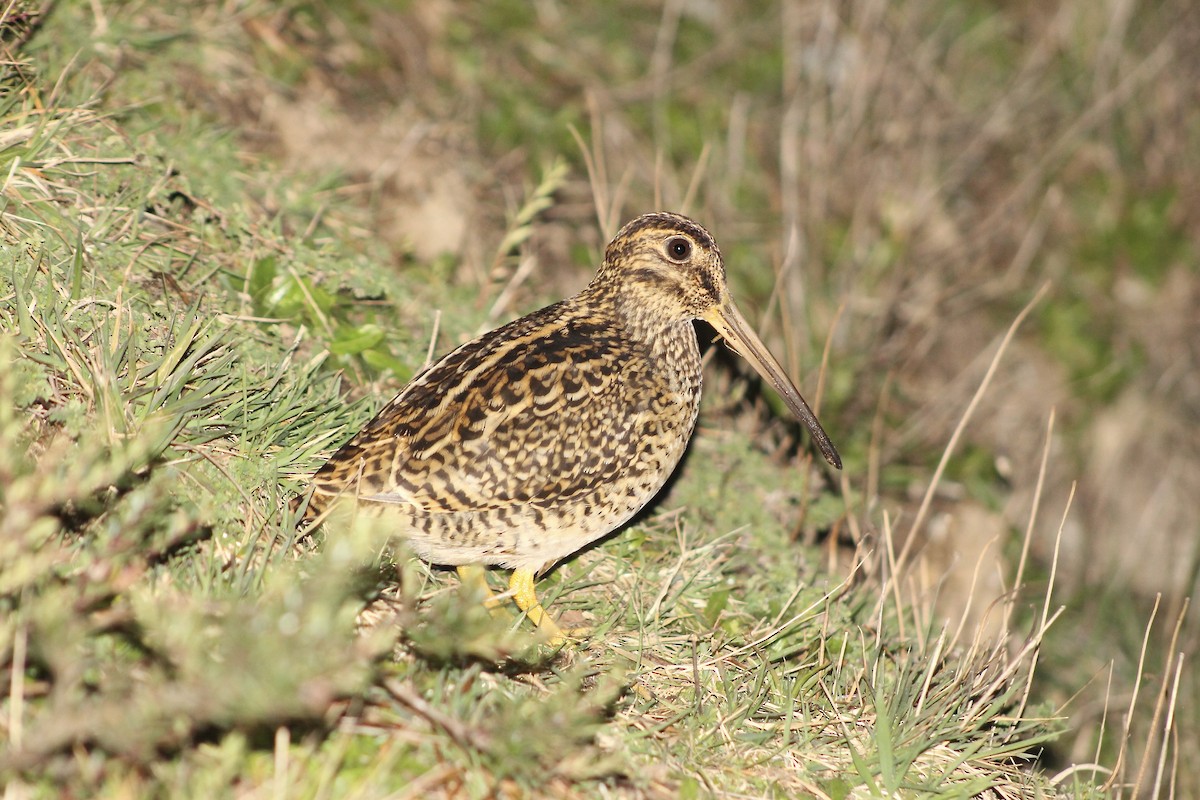 Fuegian Snipe - ML640397851