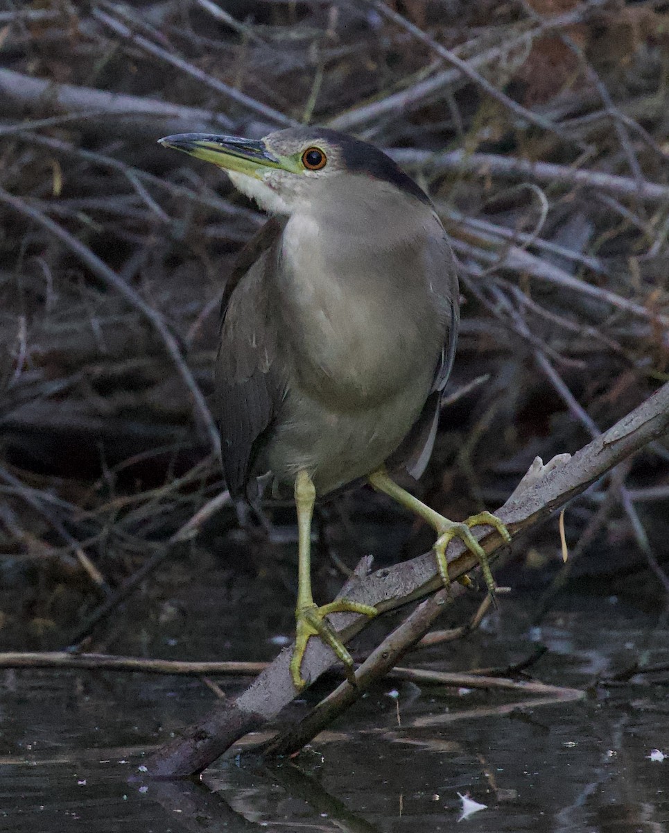 Black-crowned Night Heron - ML640397852