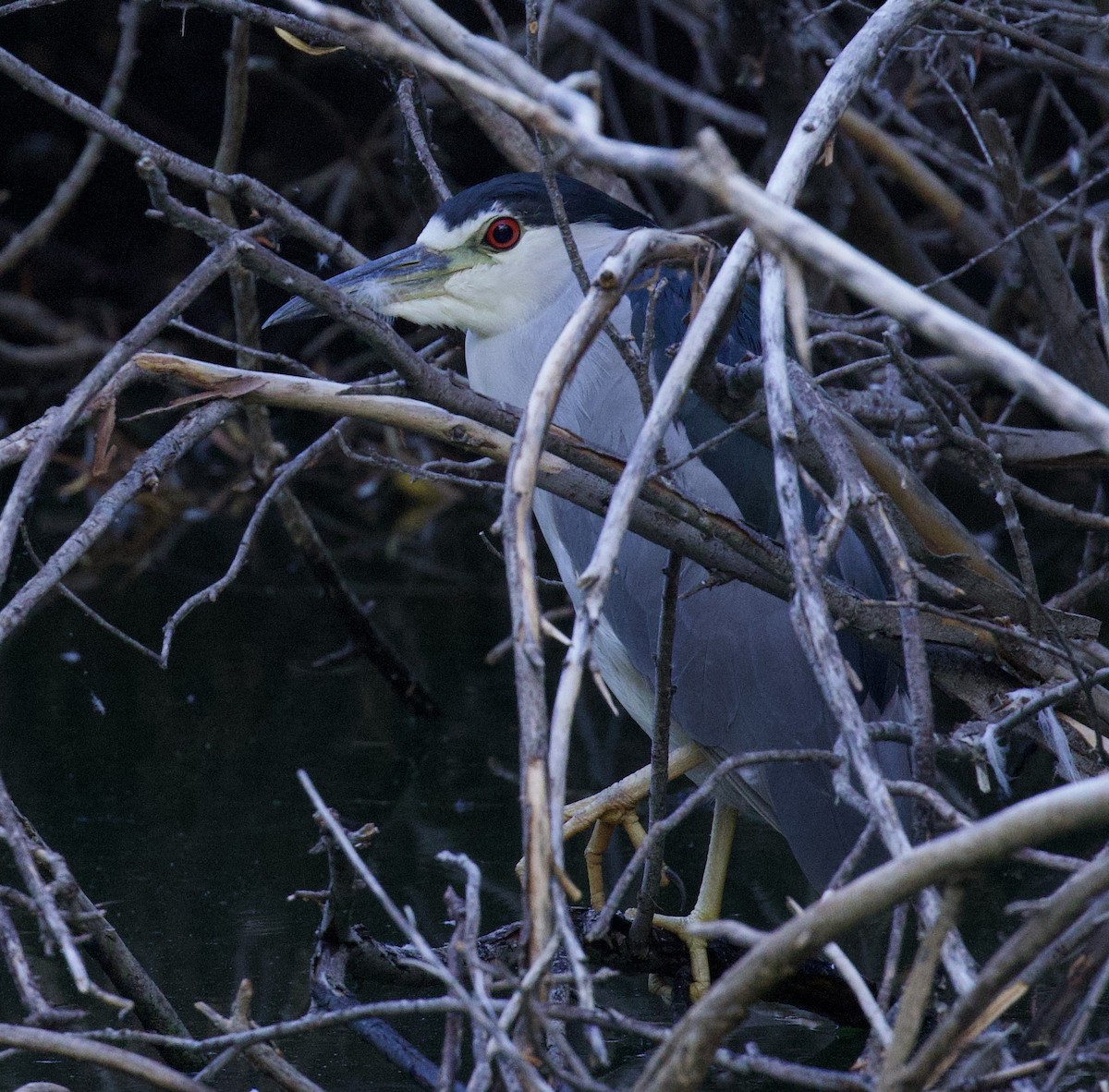 Black-crowned Night Heron - ML640397853