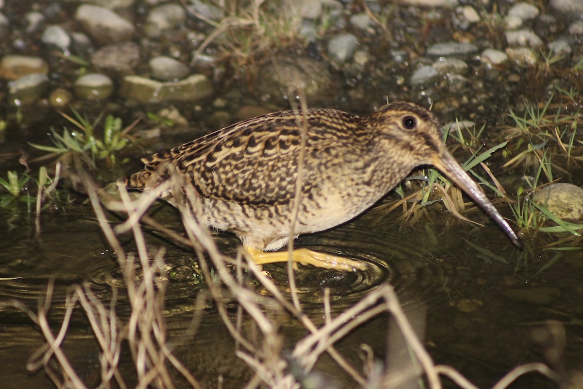 Fuegian Snipe - ML640397861