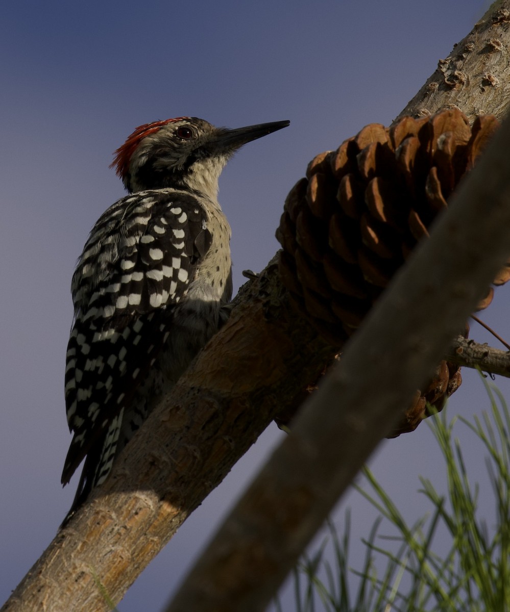 Ladder-backed Woodpecker - ML640397865